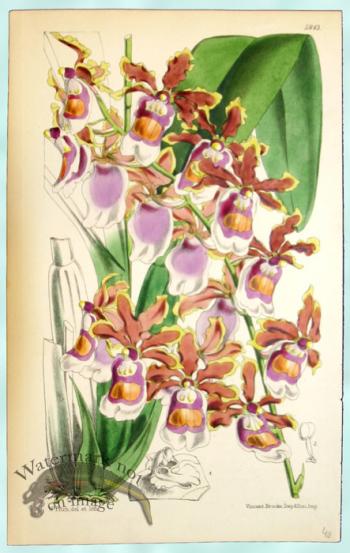Curtis Orchids 05